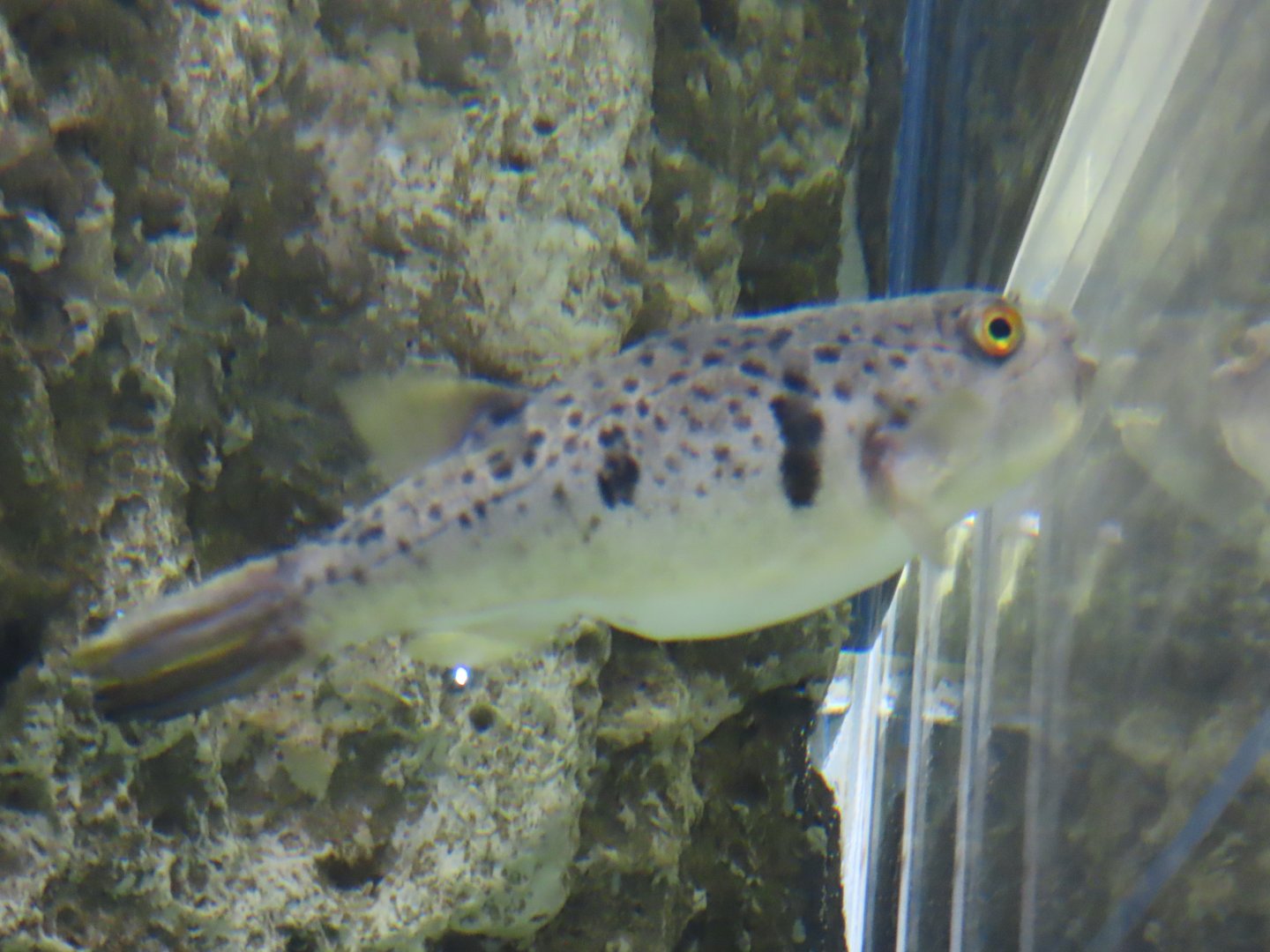 Panther puffer (Takifugu pardalis)