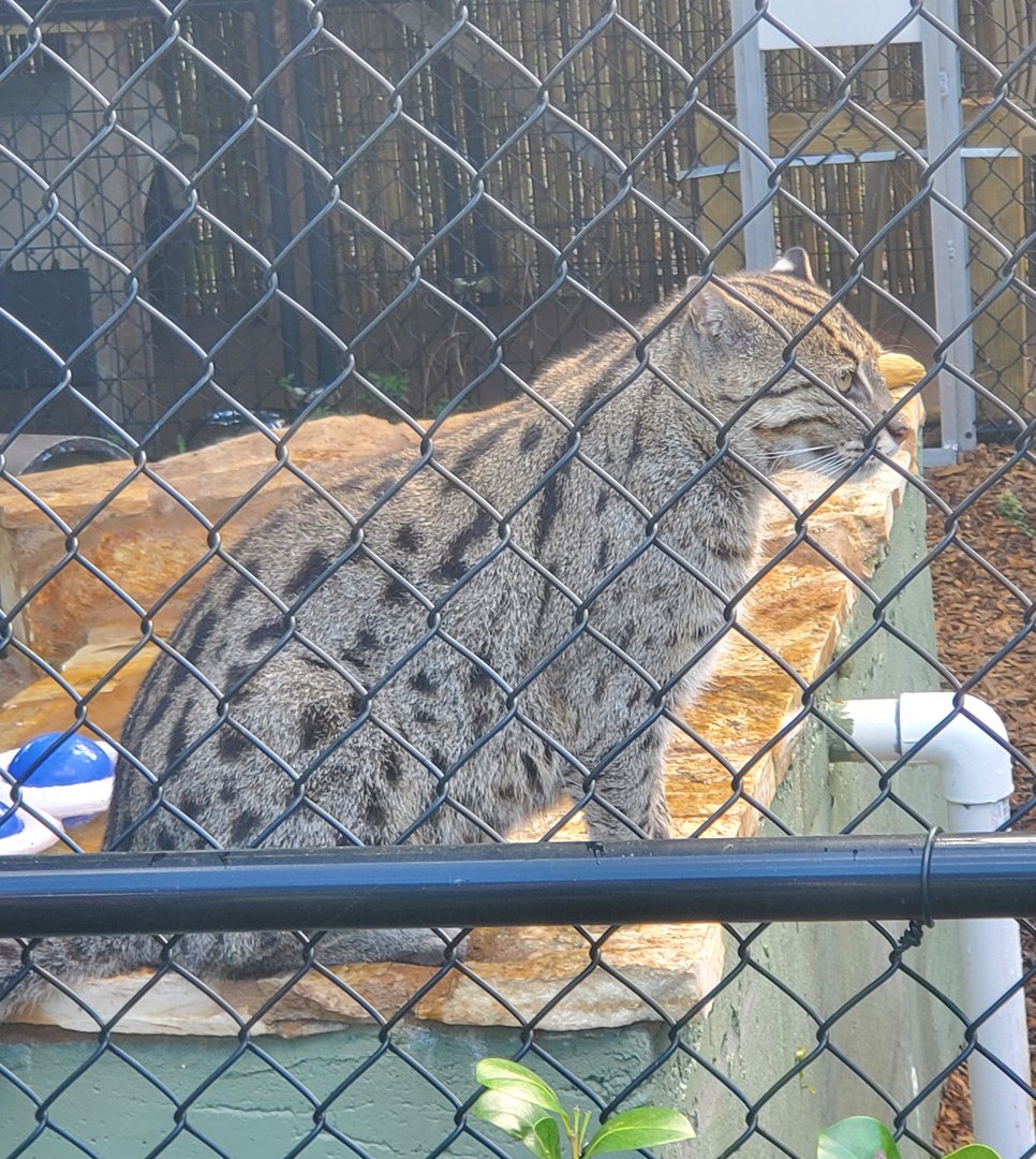 Panther Ridge (2021) - Fishing Cat