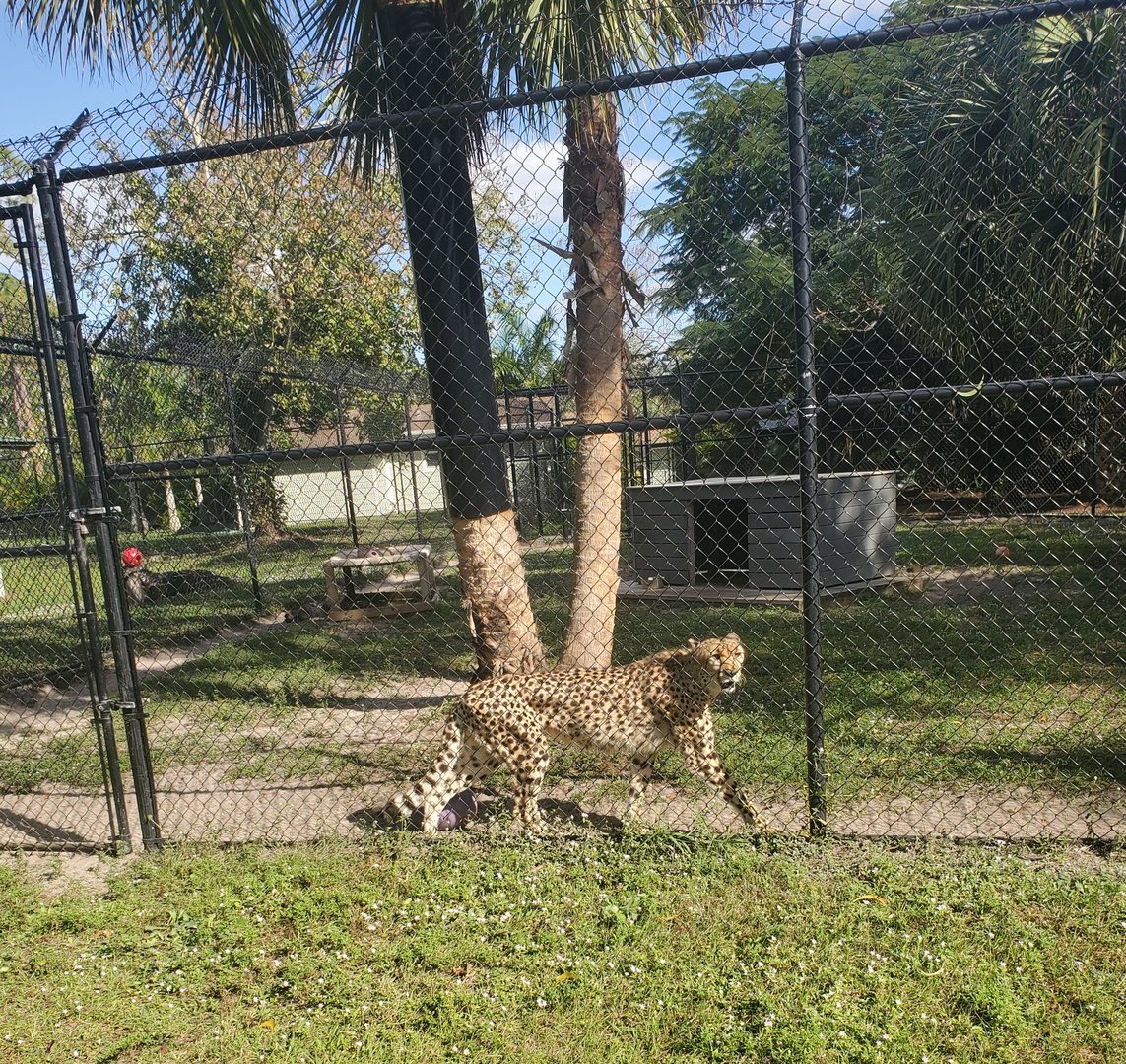 Panther Ridge (2021) - Kendi the Cheetah