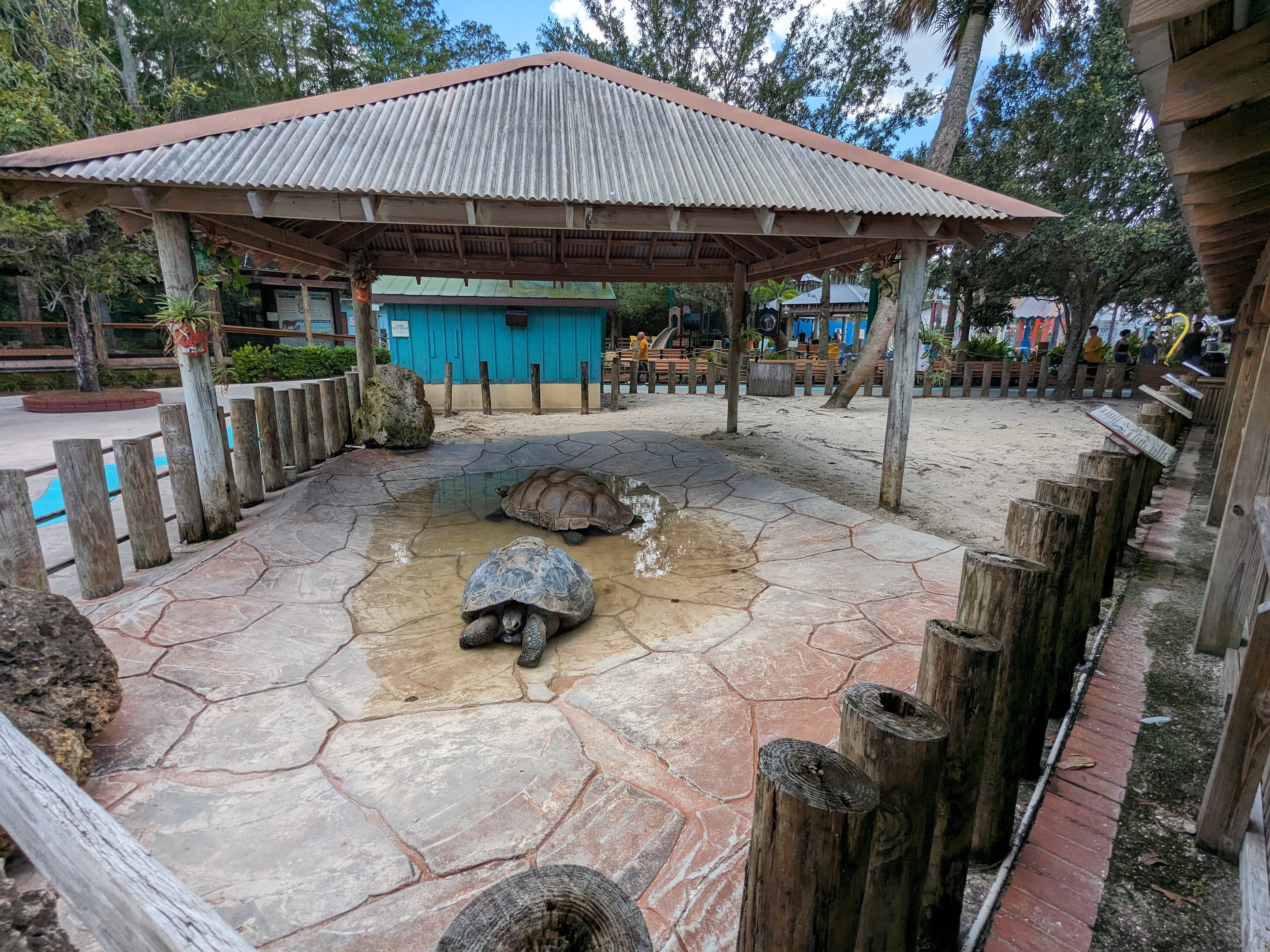 Panther Springs - Aldabra tortoise