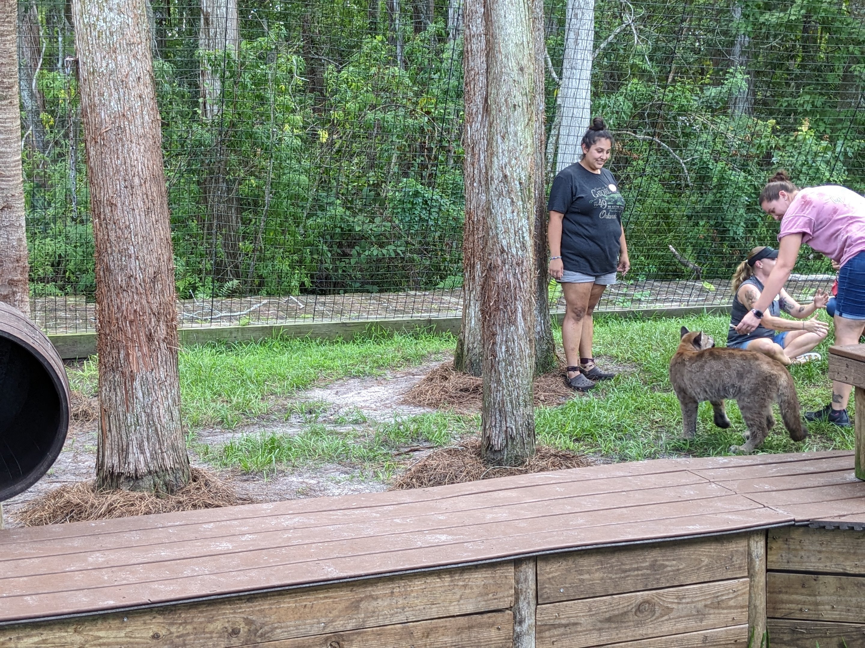 Panther Springs - juvenile panther