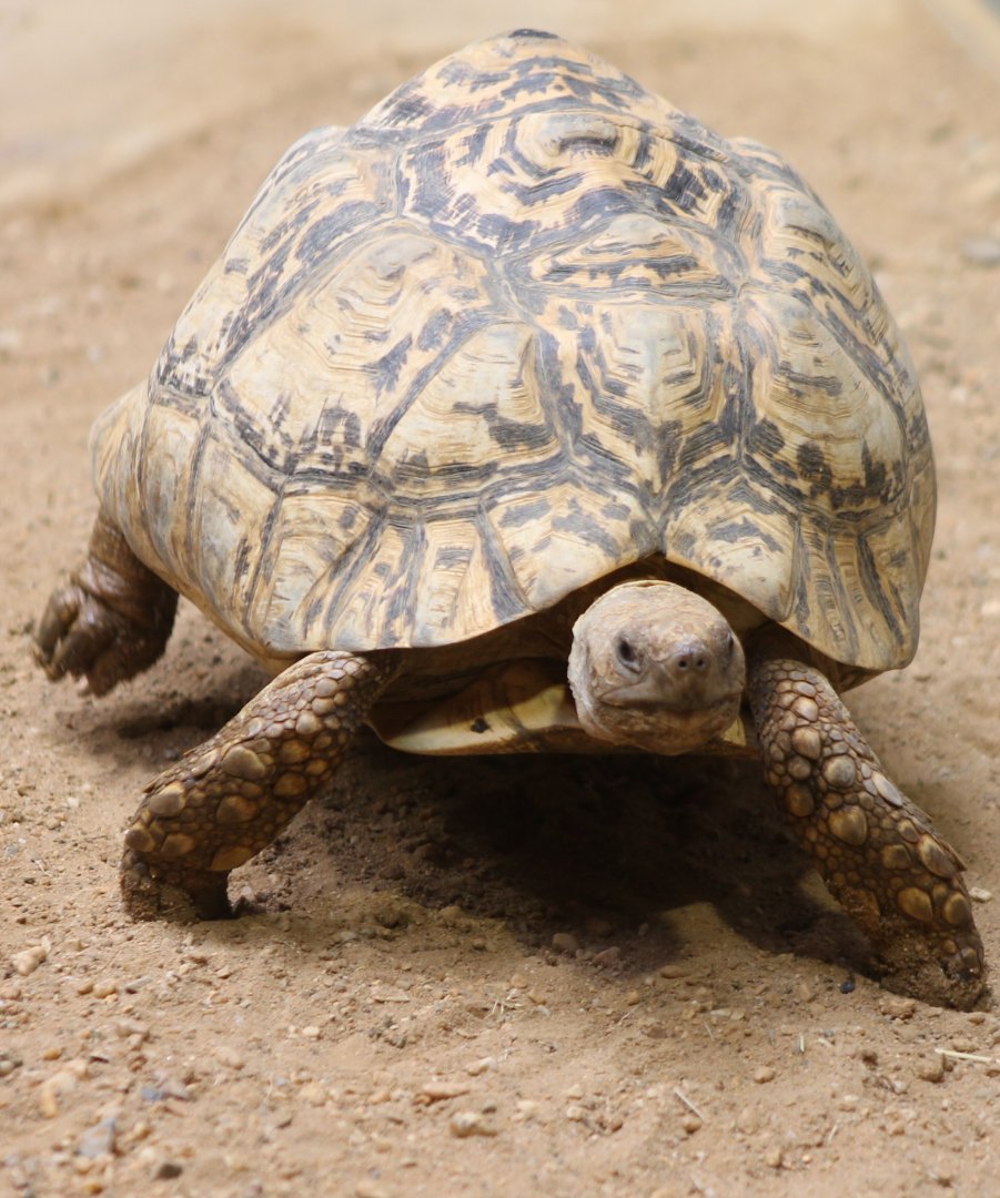 Panther tortoise