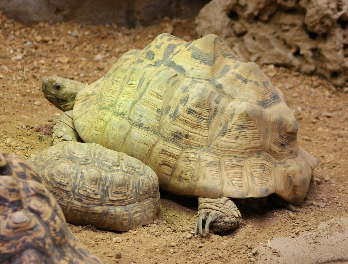 Panther tortoises