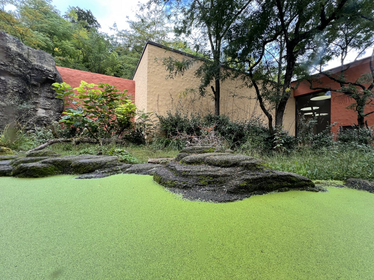Panthera- Arid Forest Secondary Exhibit