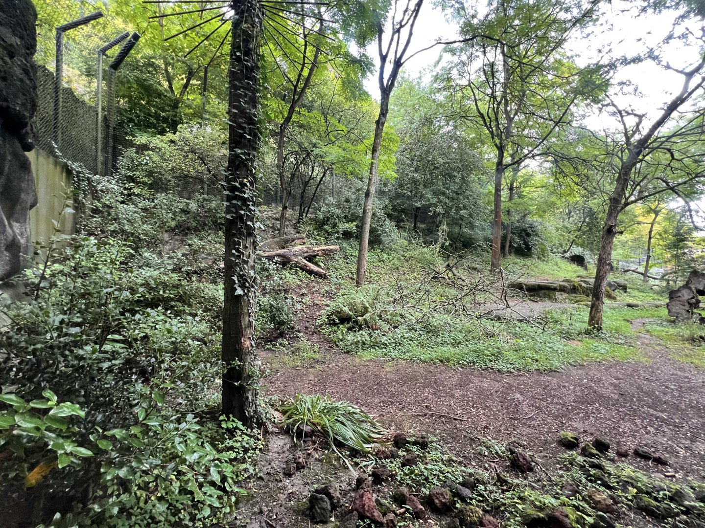 Panthera- Arid Forest