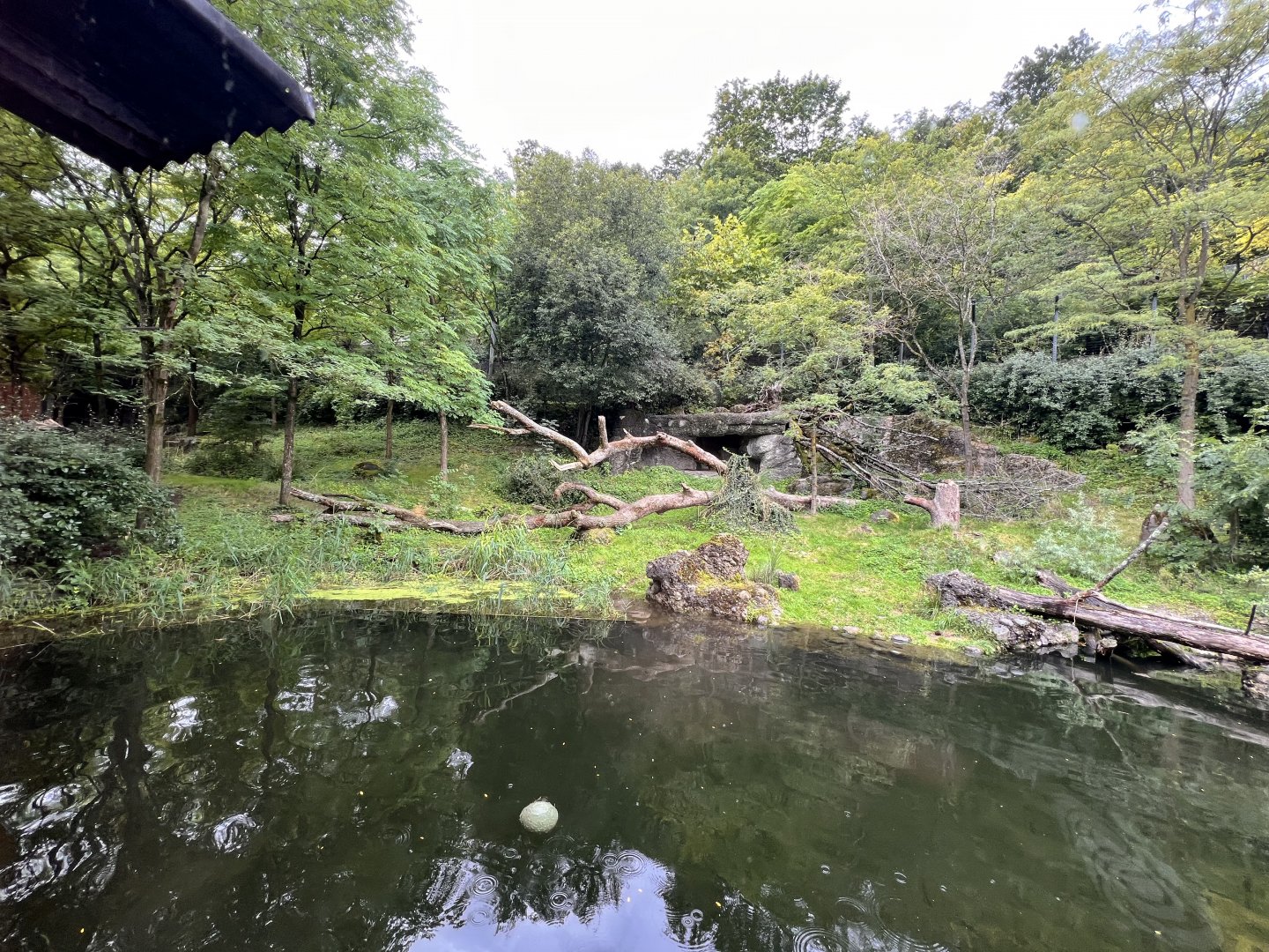 Panthera- Arid Forest