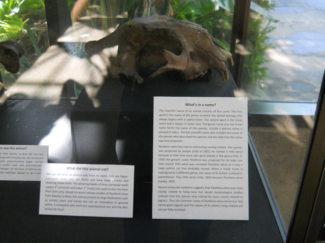 Panthera atrox controversy