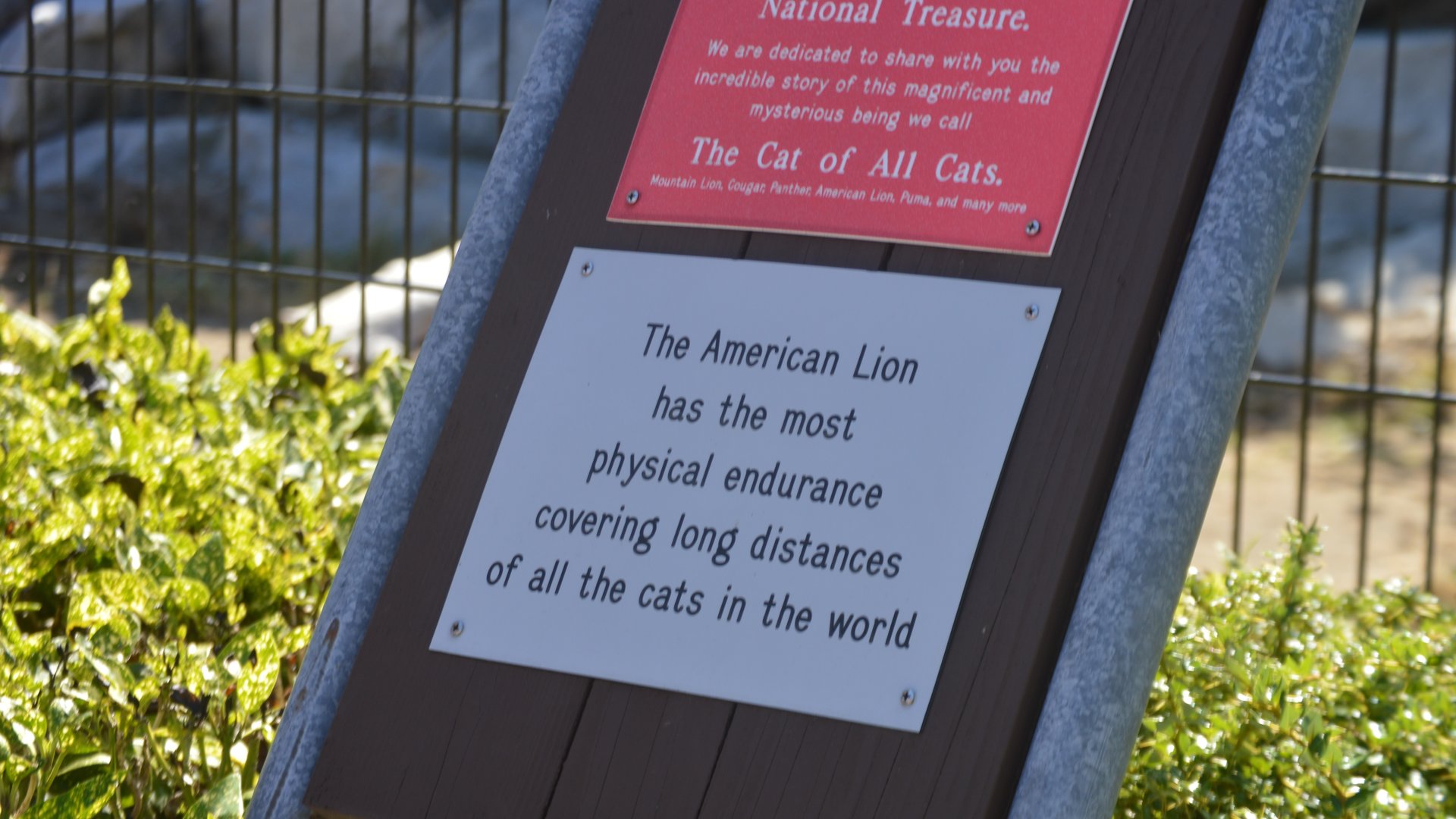 Panthera atrox signage?