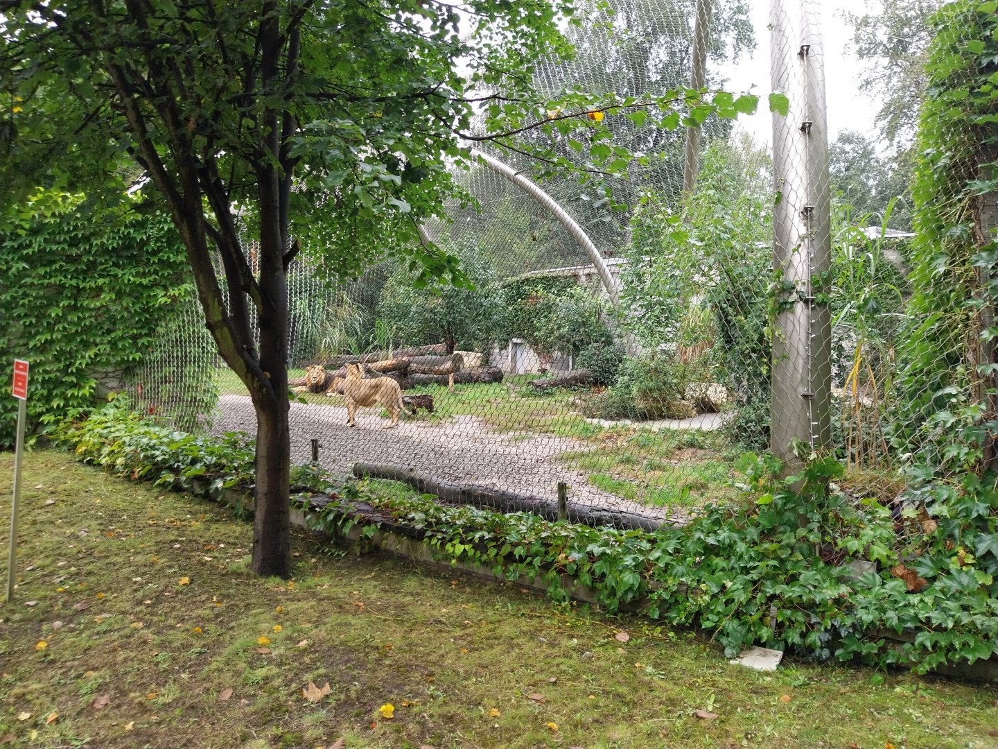 Panthera complex - Asiatic Lion enclosure