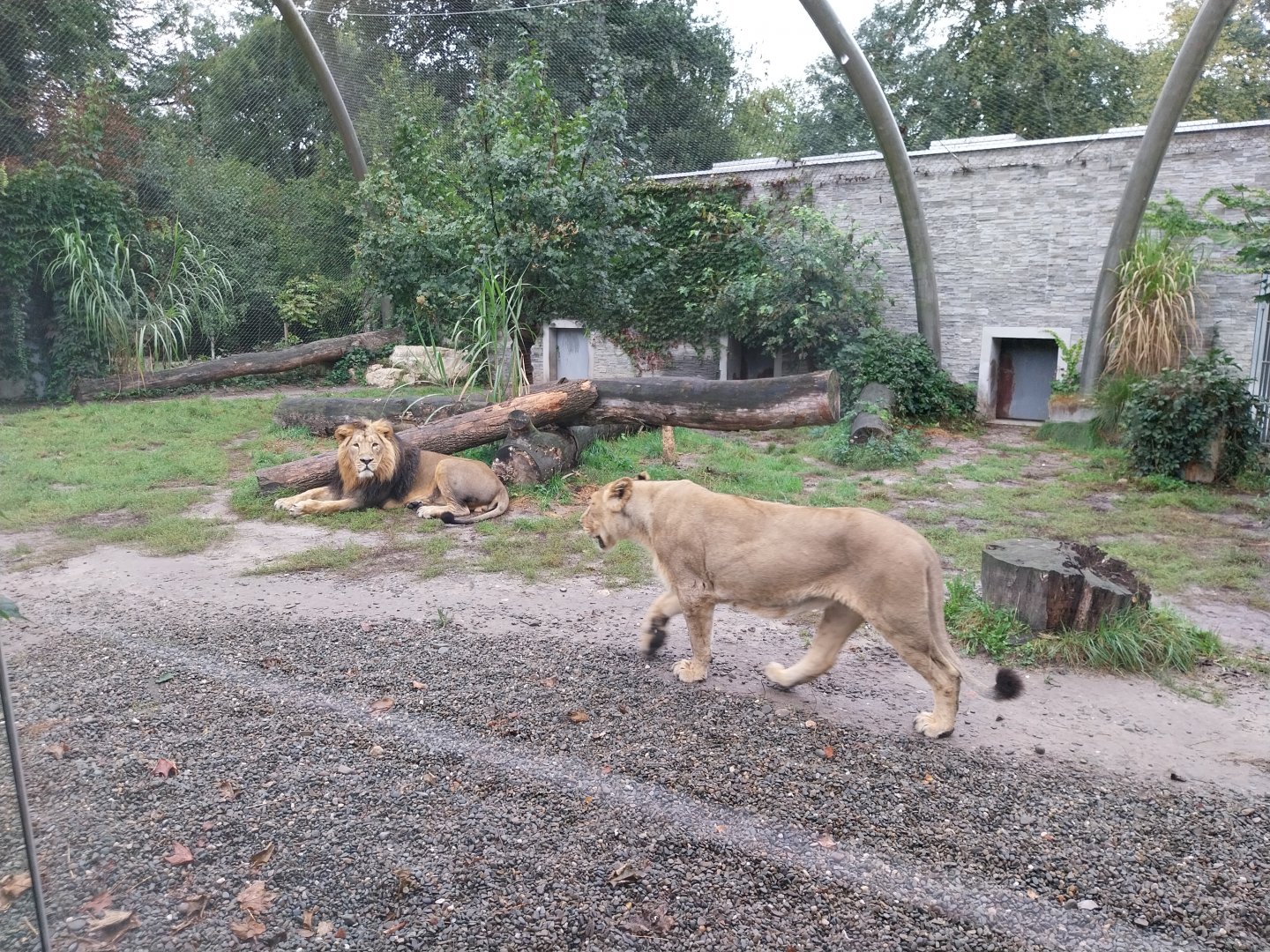 Panthera complex - Asiatic Lion (Panthera leo persica)