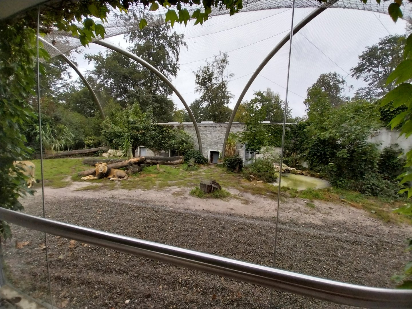 Panthera complex - Asiatic lion (Panthera leo persica)