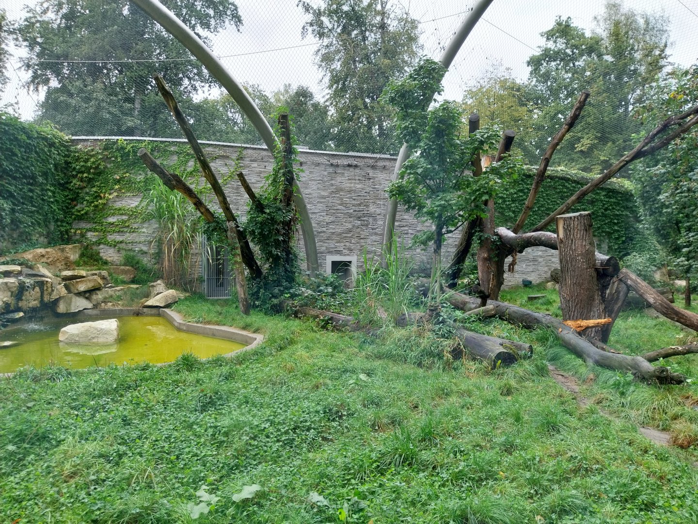 Panthera complex - Jaguar enclosure