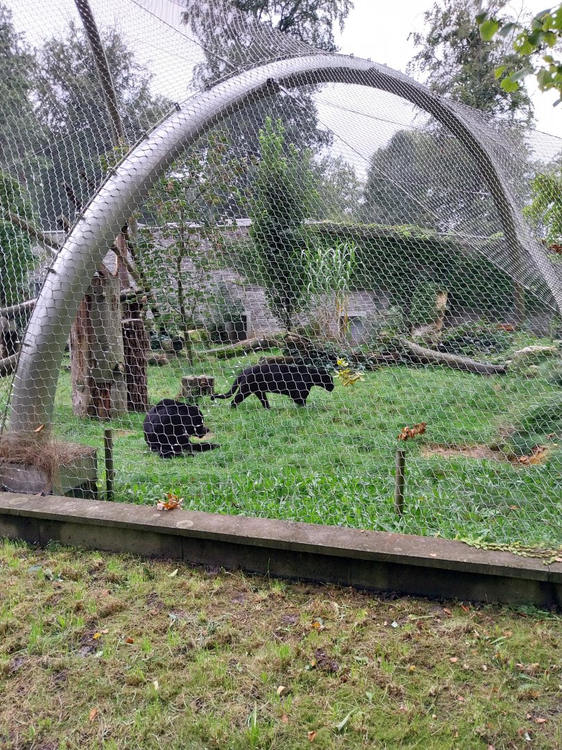 Panthera complex - Jaguar (Panthera onca)
