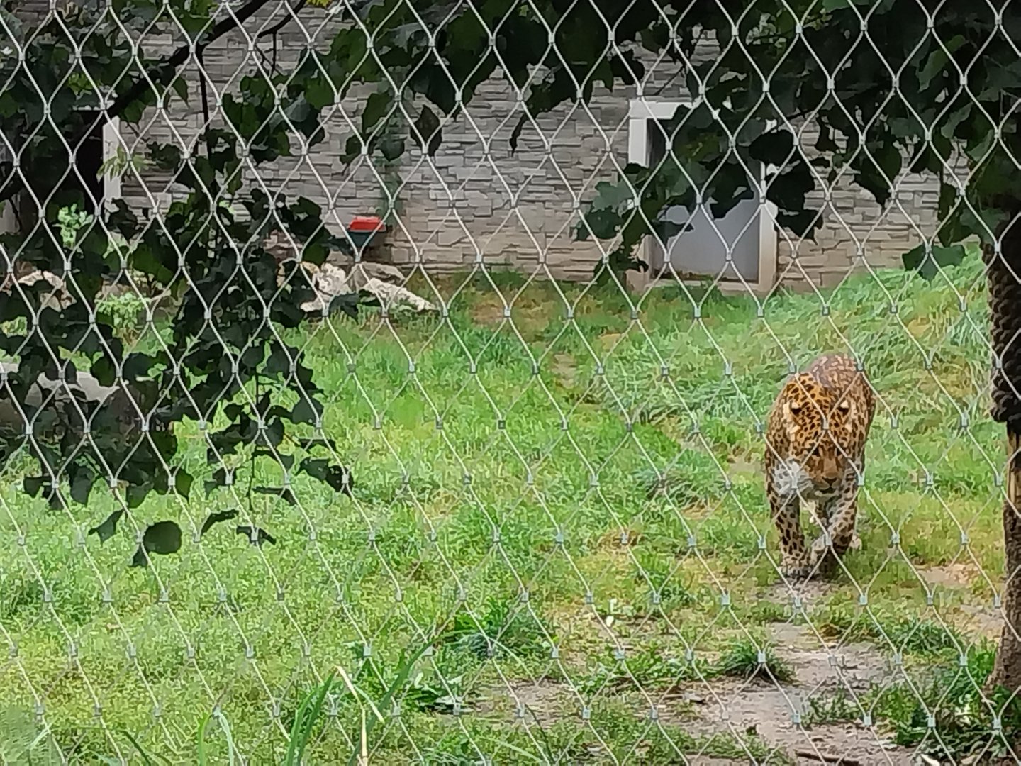 Panthera complex - North China leopard enclosure