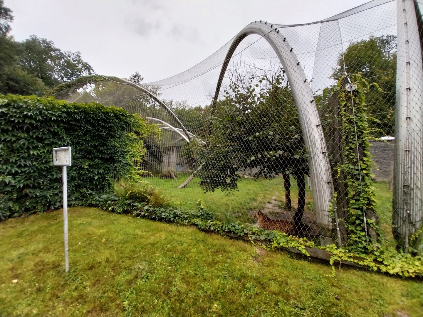 Panthera complex - North China leopard enclosure
