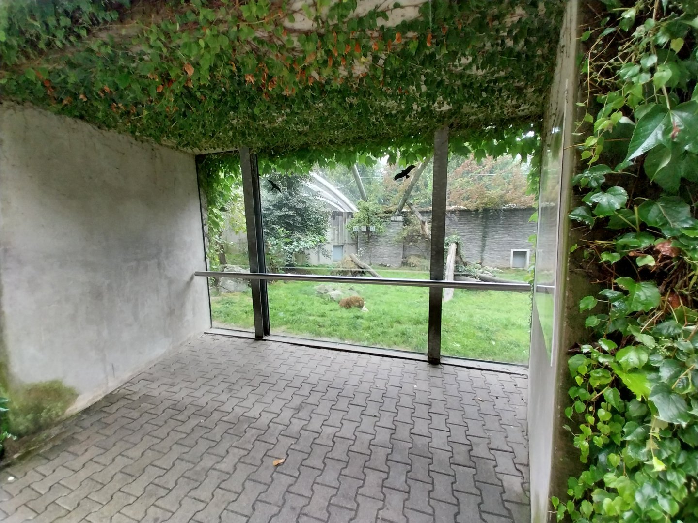 Panthera complex - North China leopard enclosure