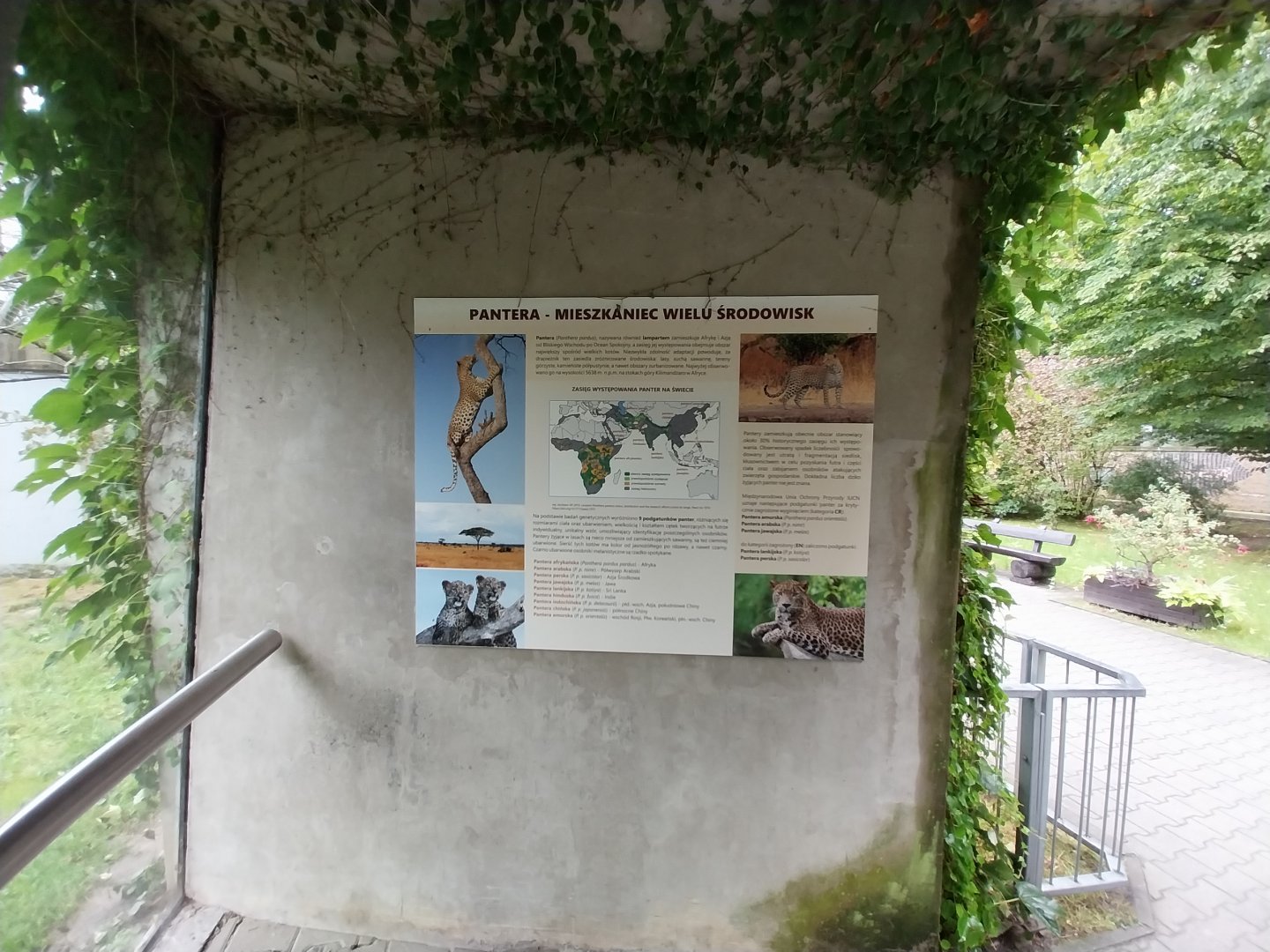 Panthera complex - North China leopard enclosure