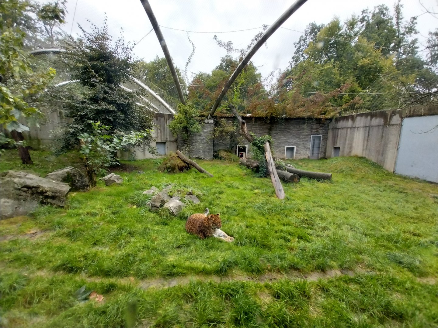 Panthera complex - North China leopard enclosure