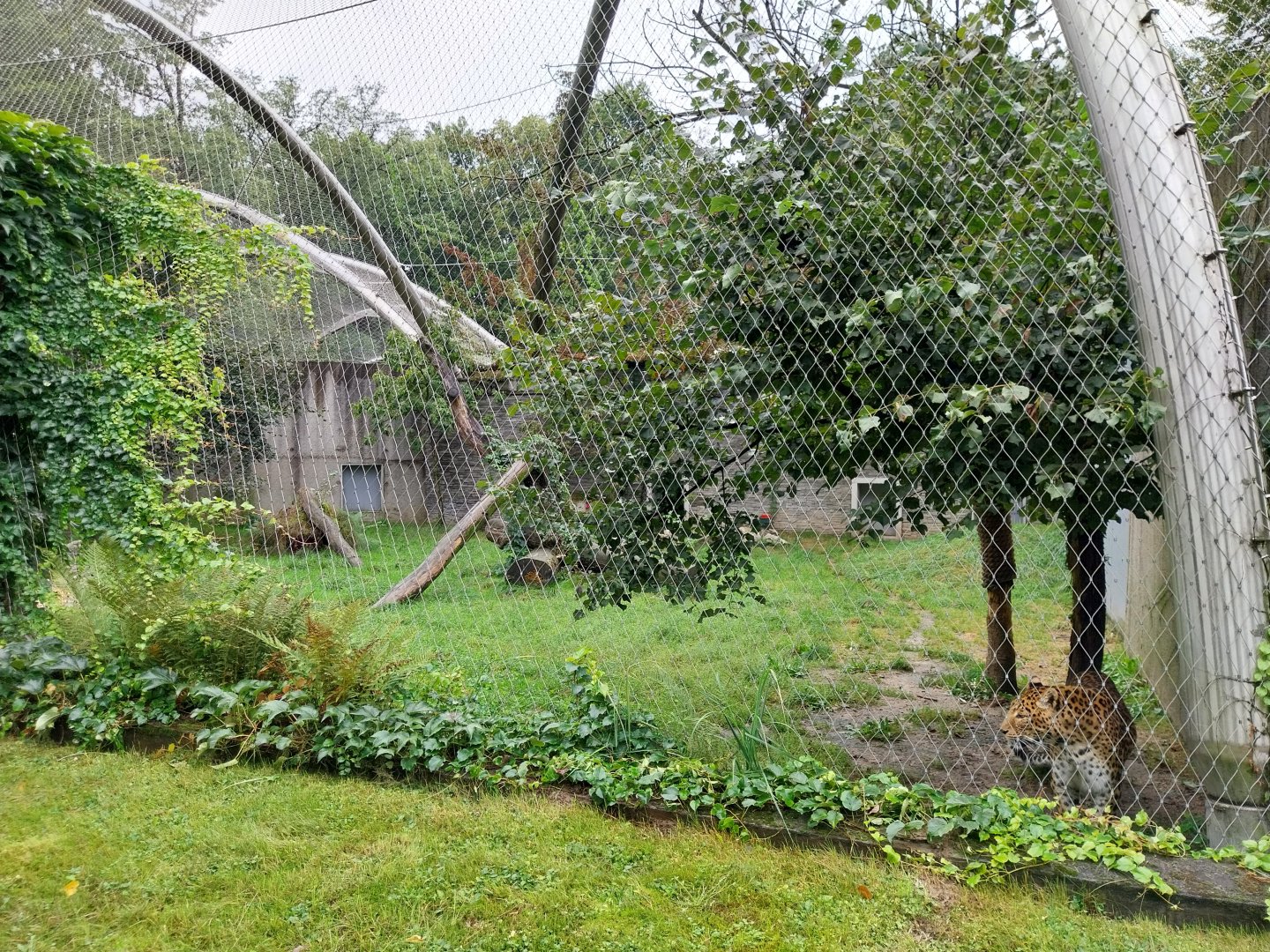 Panthera complex - North China leopard (Panthera pardis japonensis)