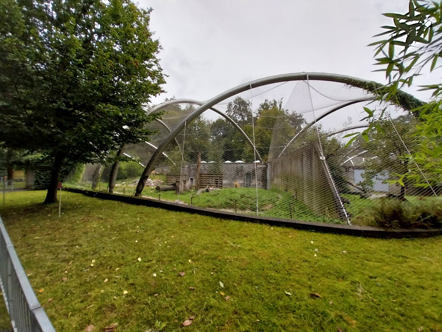 Panthera complex - Siberian tiger enclosure