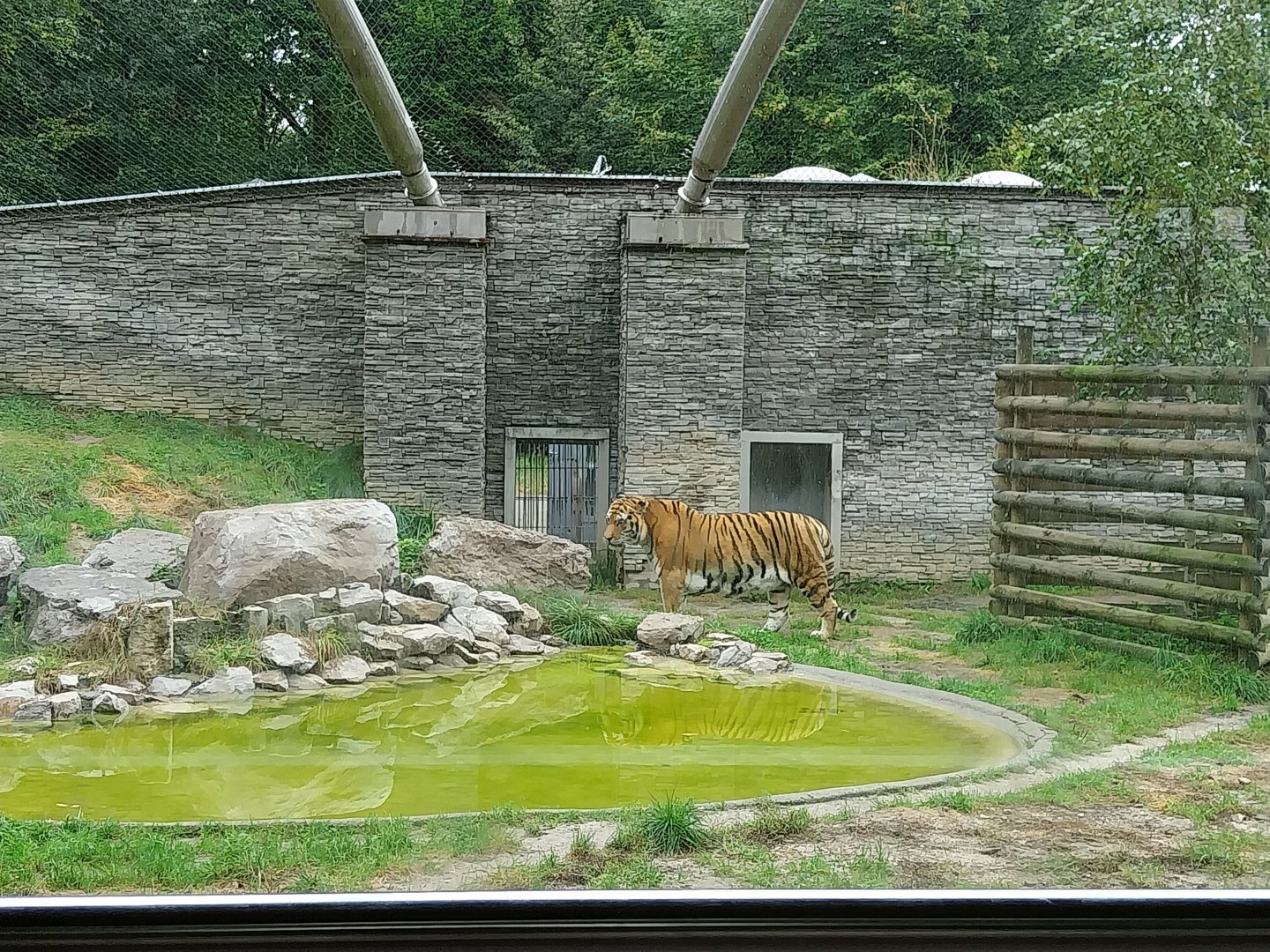 Panthera complex - Siberian tiger enclosure