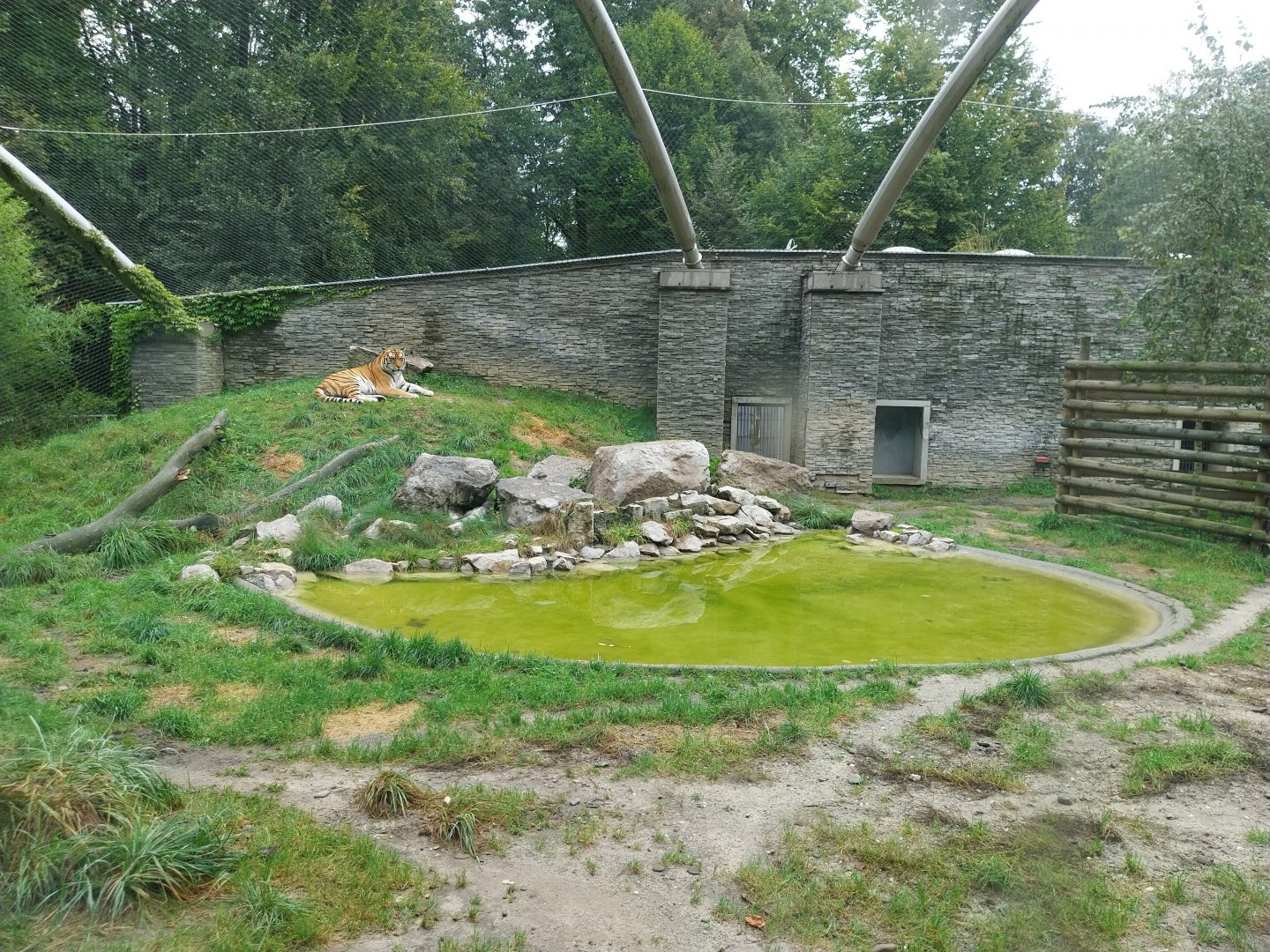 Panthera complex - Siberian tiger enclosure