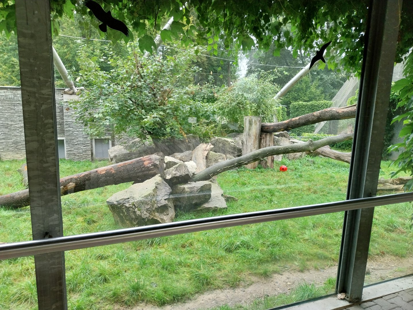Panthera complex - Snow leopard enclosure