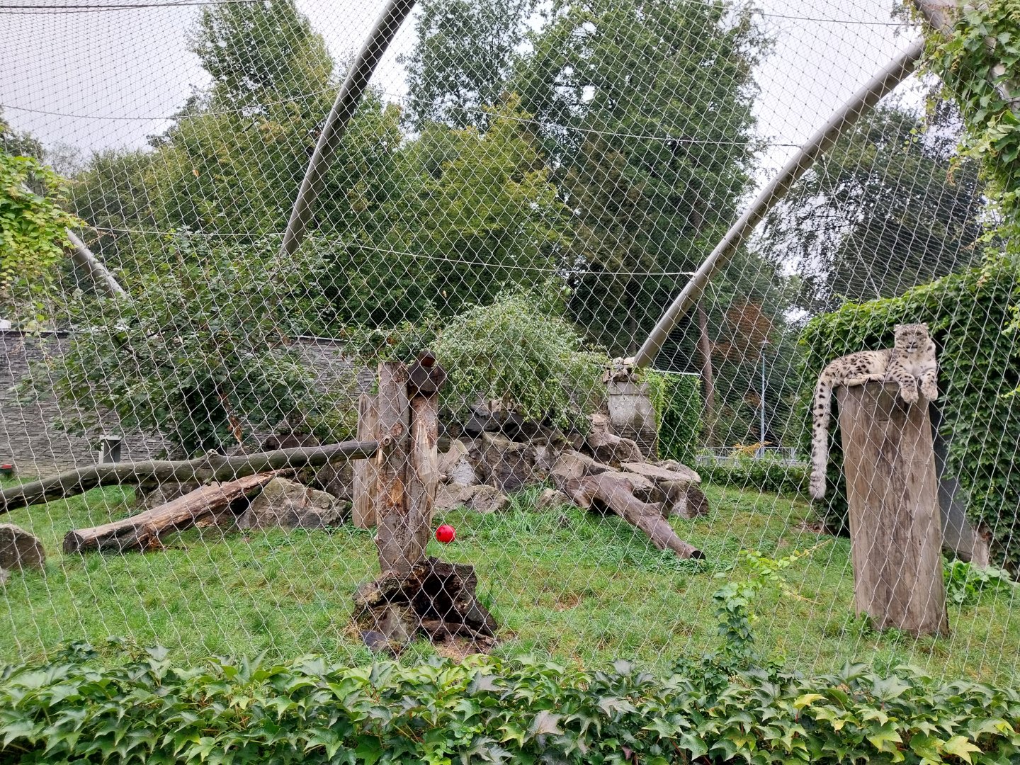 Panthera complex - Snow leopard enclosure