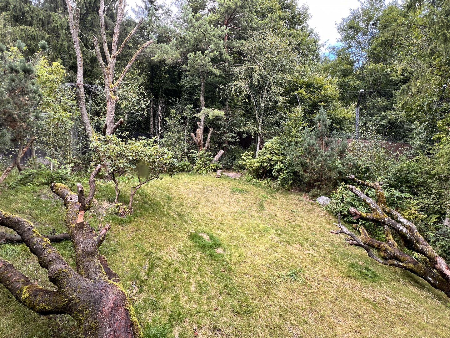 Panthera- Deciduous Forest #1 Exhibit