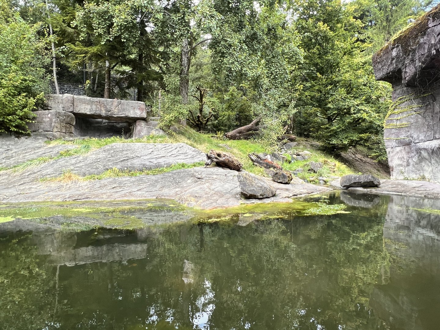 Panthera- Deciduous Forest #2 Exhibit