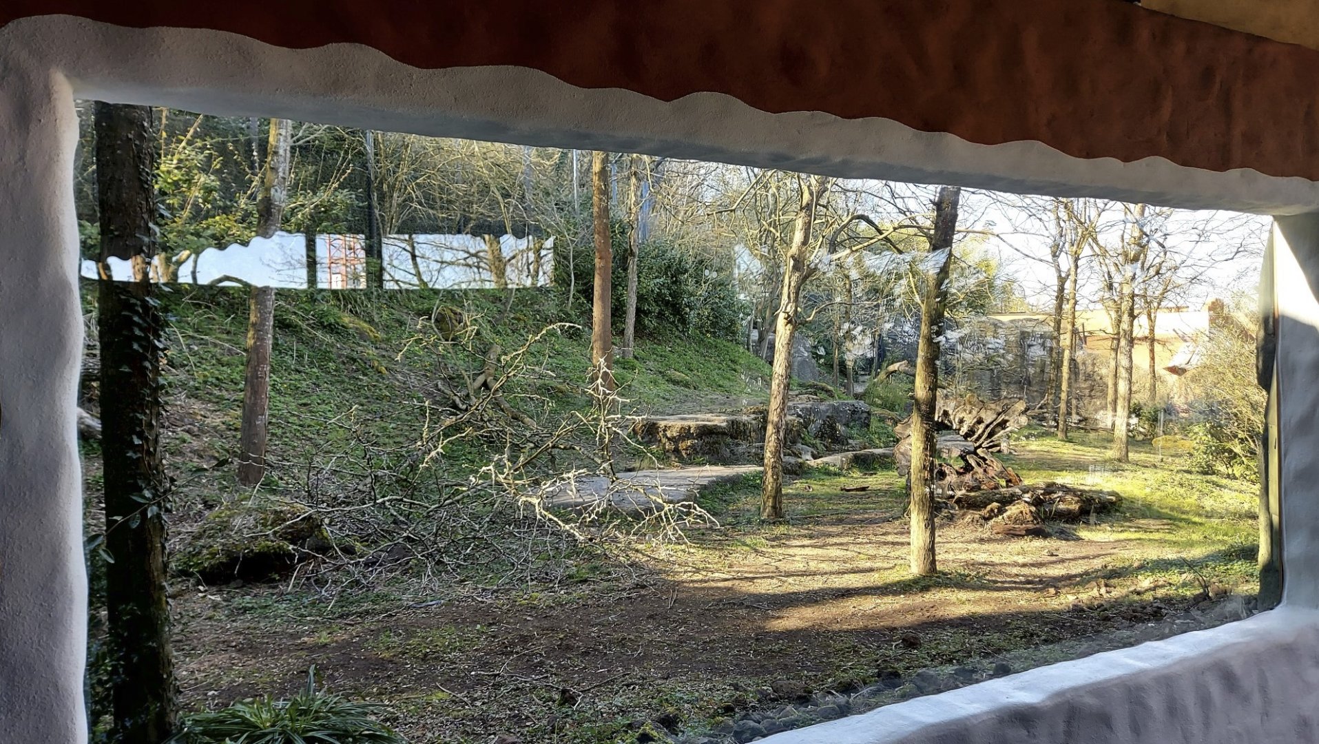 Panthera former asiatic lion enclosure second viewing area