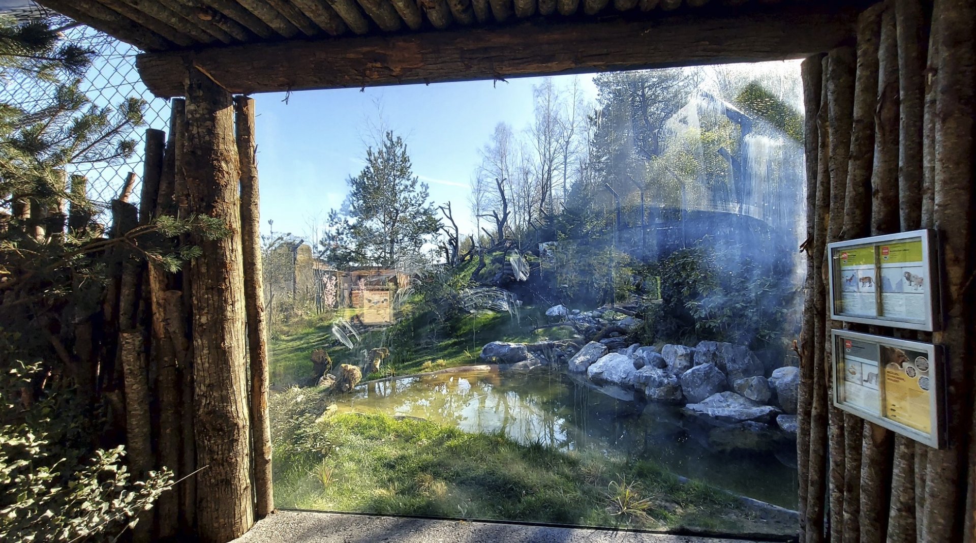 Panthera former Mongolian wolf enclosure former piano wire viewpoint