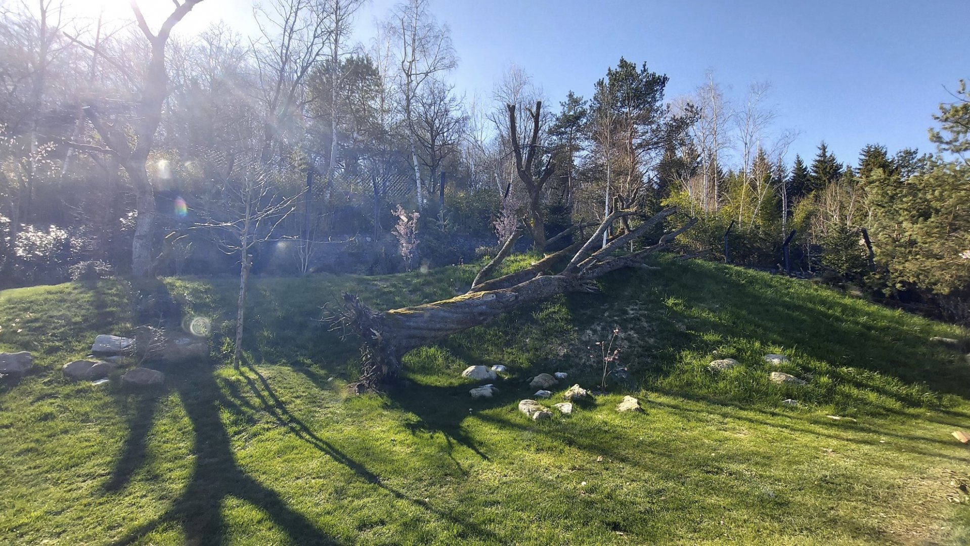 Panthera former Mongolian wolf enclosure main viewpoint view