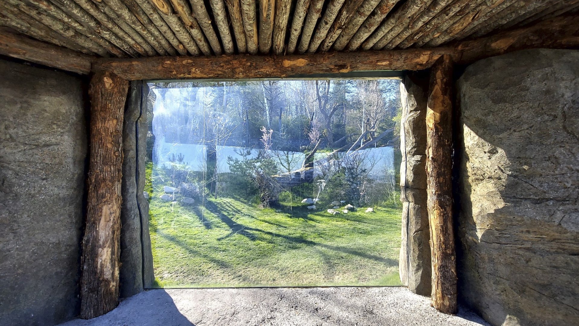 Panthera former Mongolian wolf enclosure new main viewpoint