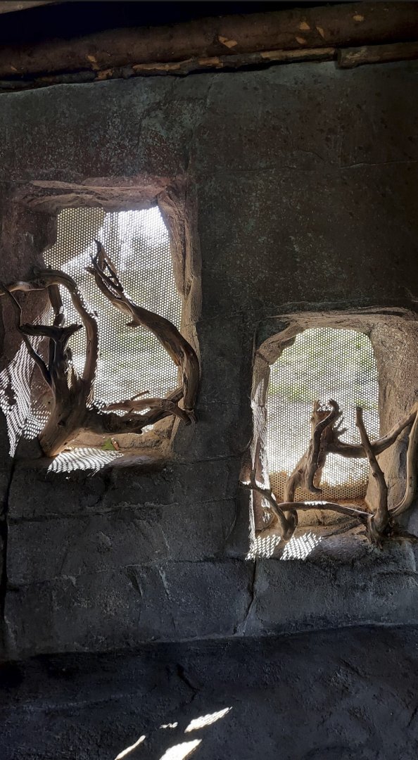 Panthera former tiger enclosure main viewing area: smell and touch windows