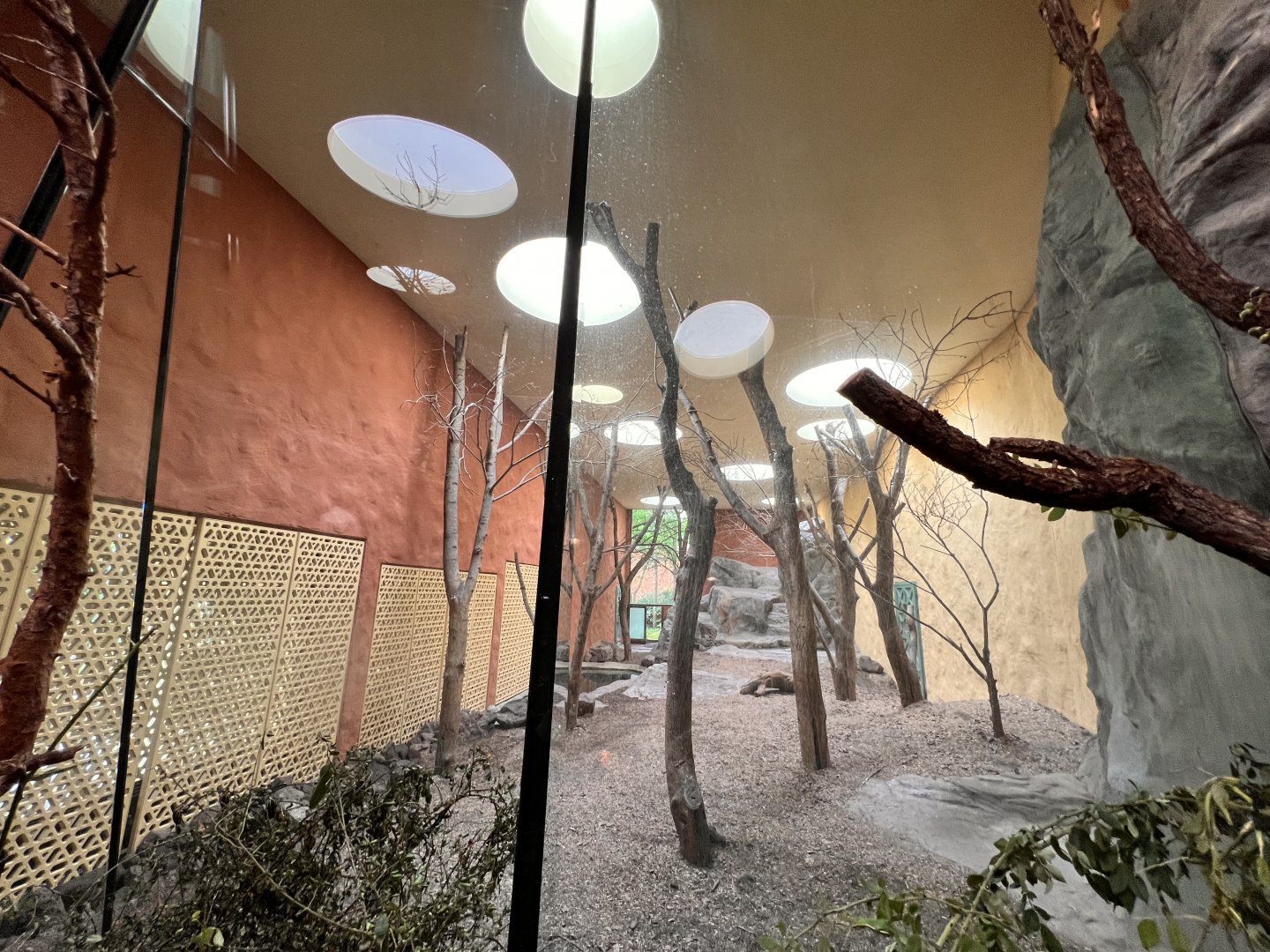 Panthera- Indoor Exhibit