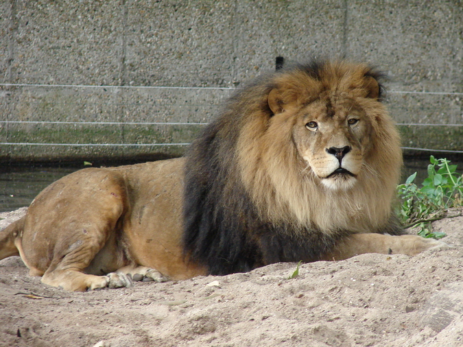Panthera leo / African Lion (male)