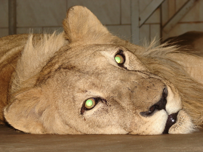 Panthera leo bleyenberghi / Southwest African Lion, or Katanga Lion (female