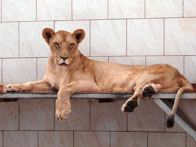 Panthera leo bleyenberghi / Southwest African Lion, or Katanga Lion (female