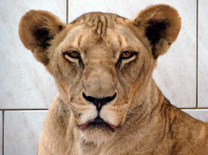 Panthera leo bleyenberghi / Southwest African Lion, or Katanga Lion (female