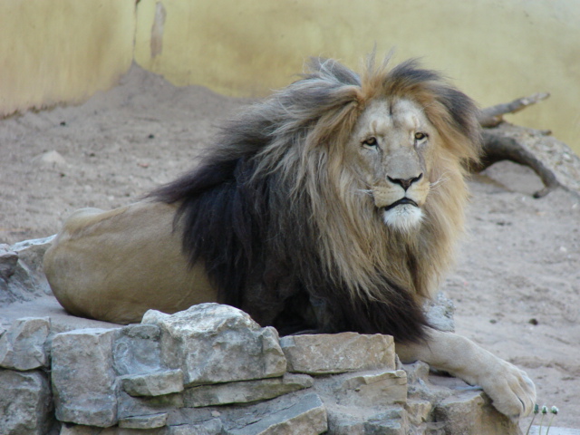 Panthera leo bleyenberghi / Southwest African Lion, or Katanga Lion (male S