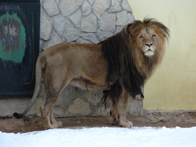 Panthera leo bleyenberghi / Southwest African Lion, or Katanga Lion (male S