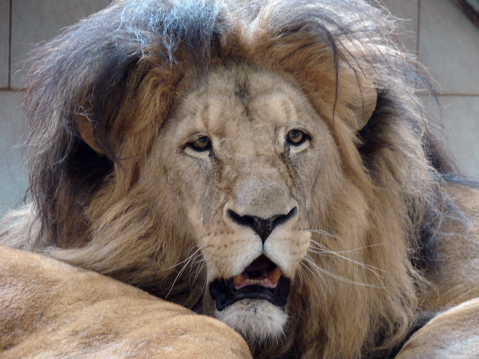 Panthera leo bleyenberghi / Southwest African Lion, or Katanga Lion (male S