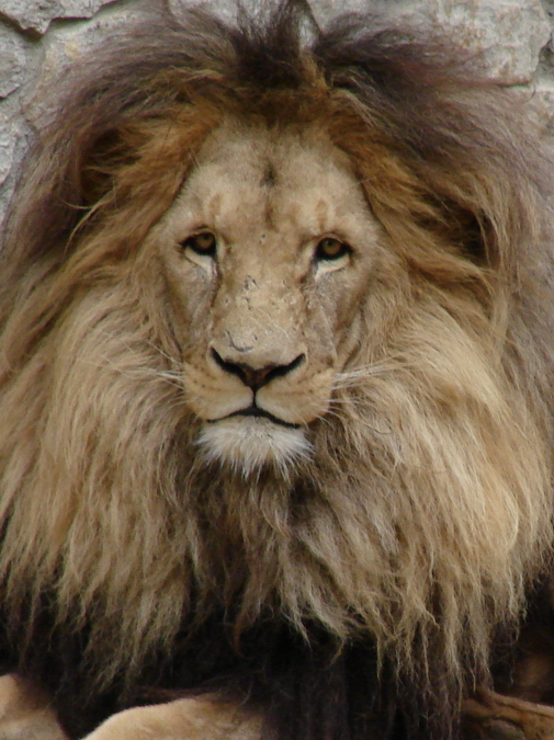 Panthera leo bleyenberghi / Southwest African Lion, or Katanga Lion (male S