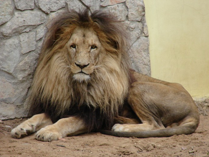 Panthera leo bleyenberghi / Southwest African Lion, or Katanga Lion (male S