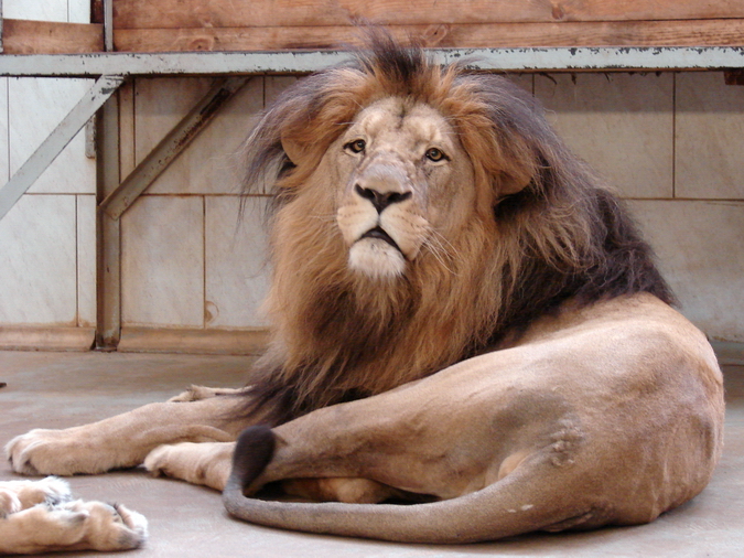 Panthera leo bleyenberghi / Southwest African Lion, or Katanga Lion (male S