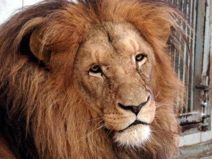 Panthera leo bleyenberghi / Southwest African Lion, or Katanga Lion (male S