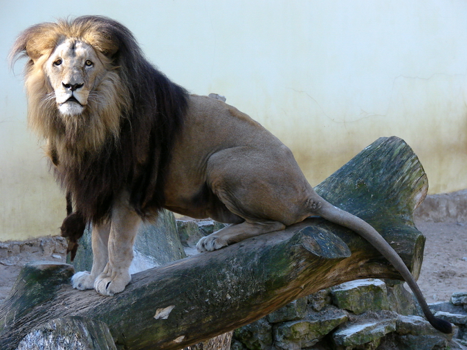 Panthera leo bleyenberghi / Southwest African Lion, or Katanga Lion (male S