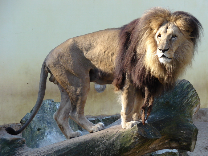 Panthera leo bleyenberghi / Southwest African Lion, or Katanga Lion (male S
