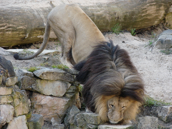Panthera leo bleyenberghi / Southwest African Lion, or Katanga Lion (male S